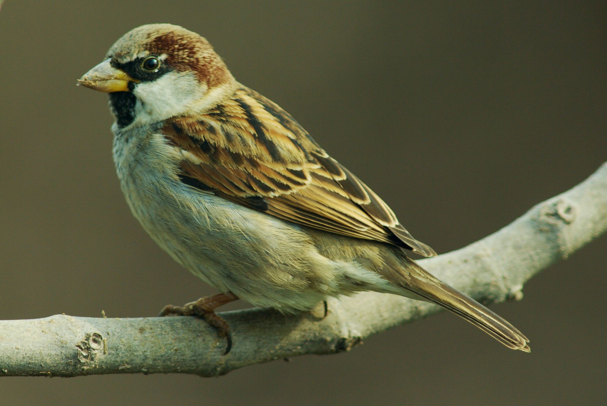 Τα πουλιά της Ελλάδας: Ο Σπιτοσπουργίτης (Passer domesticus)