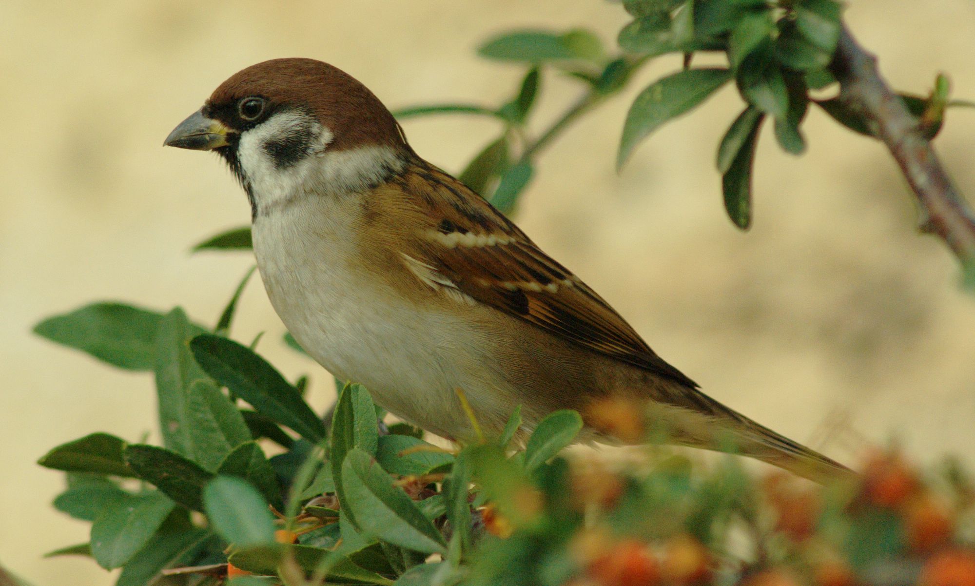 Τα πουλιά της Ελλάδας: Ο Δεντροσπουργίτης (Passer montanus)