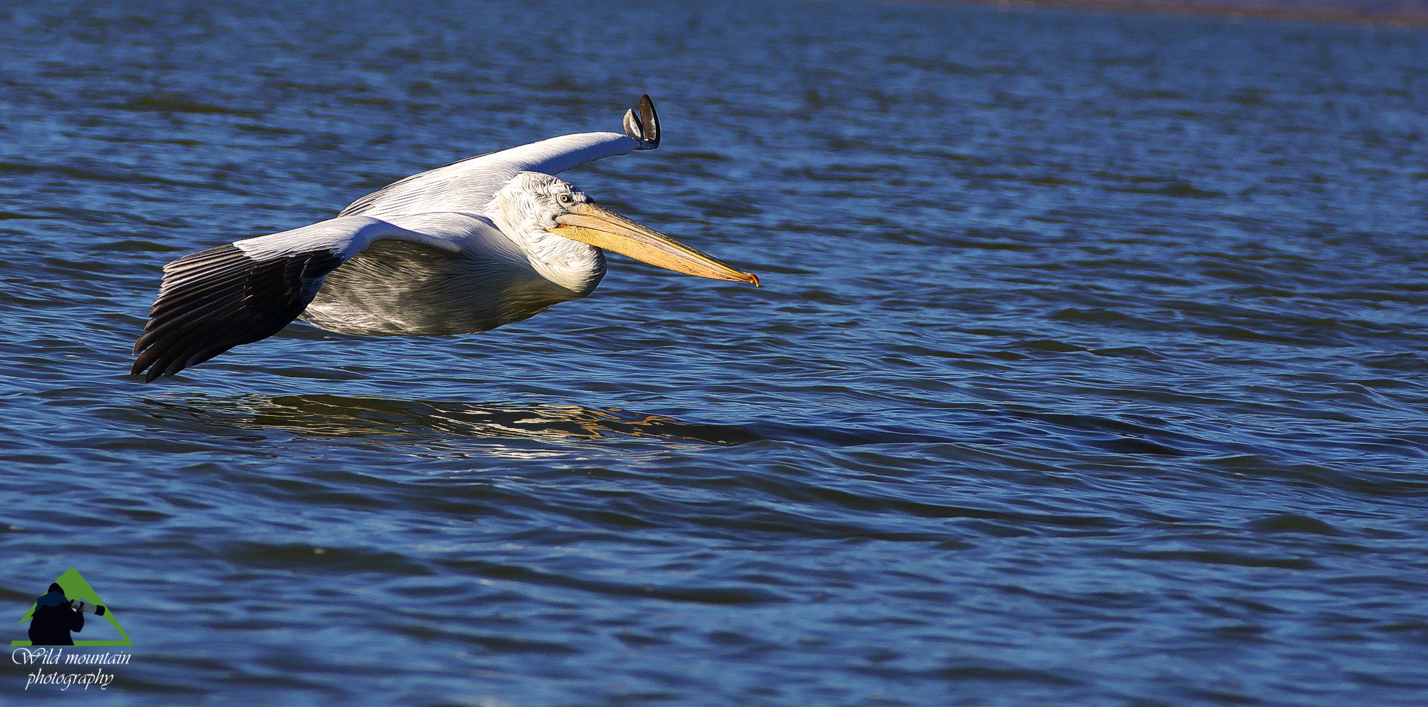 Τα πουλιά της Ελλάδας: Ο Αργυροπελεκάνος (Pelecanus crispus)