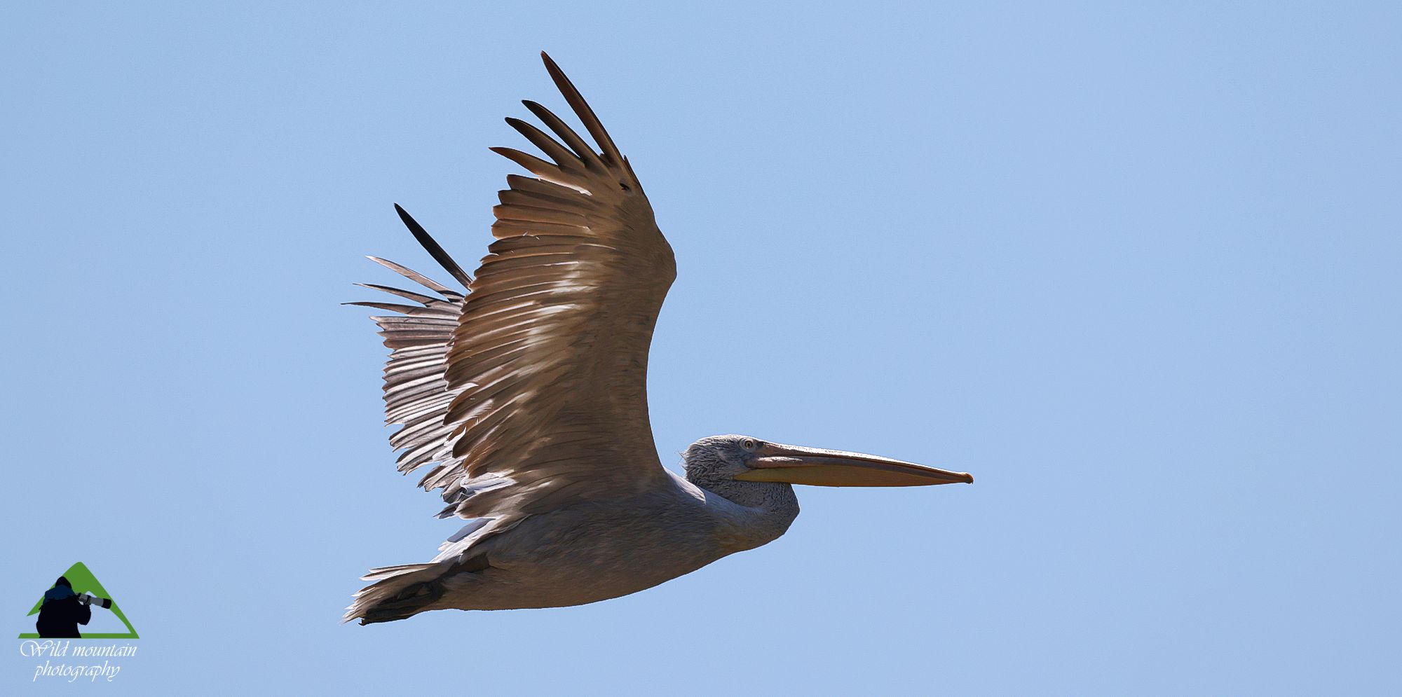 Τα πουλιά της Ελλάδας: Ο Αργυροπελεκάνος (Pelecanus crispus)