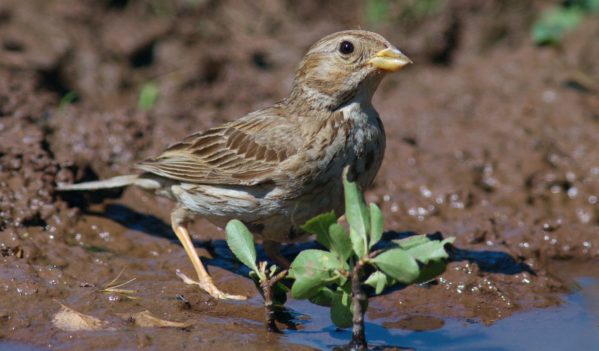 Τα πουλιά της Ελλάδας: Ο Πετροσπουργίτης (Petronia petronia)