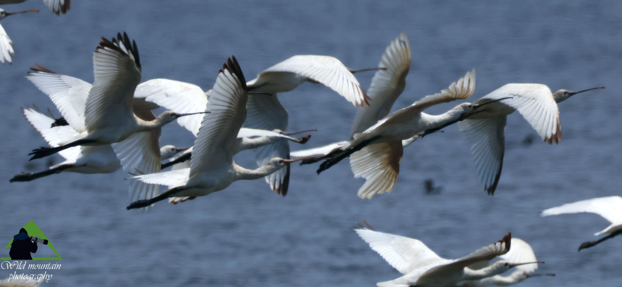 Τα πουλιά της Ελλάδας: Η Χουλιαρομύτα (Platalea leucorodia)