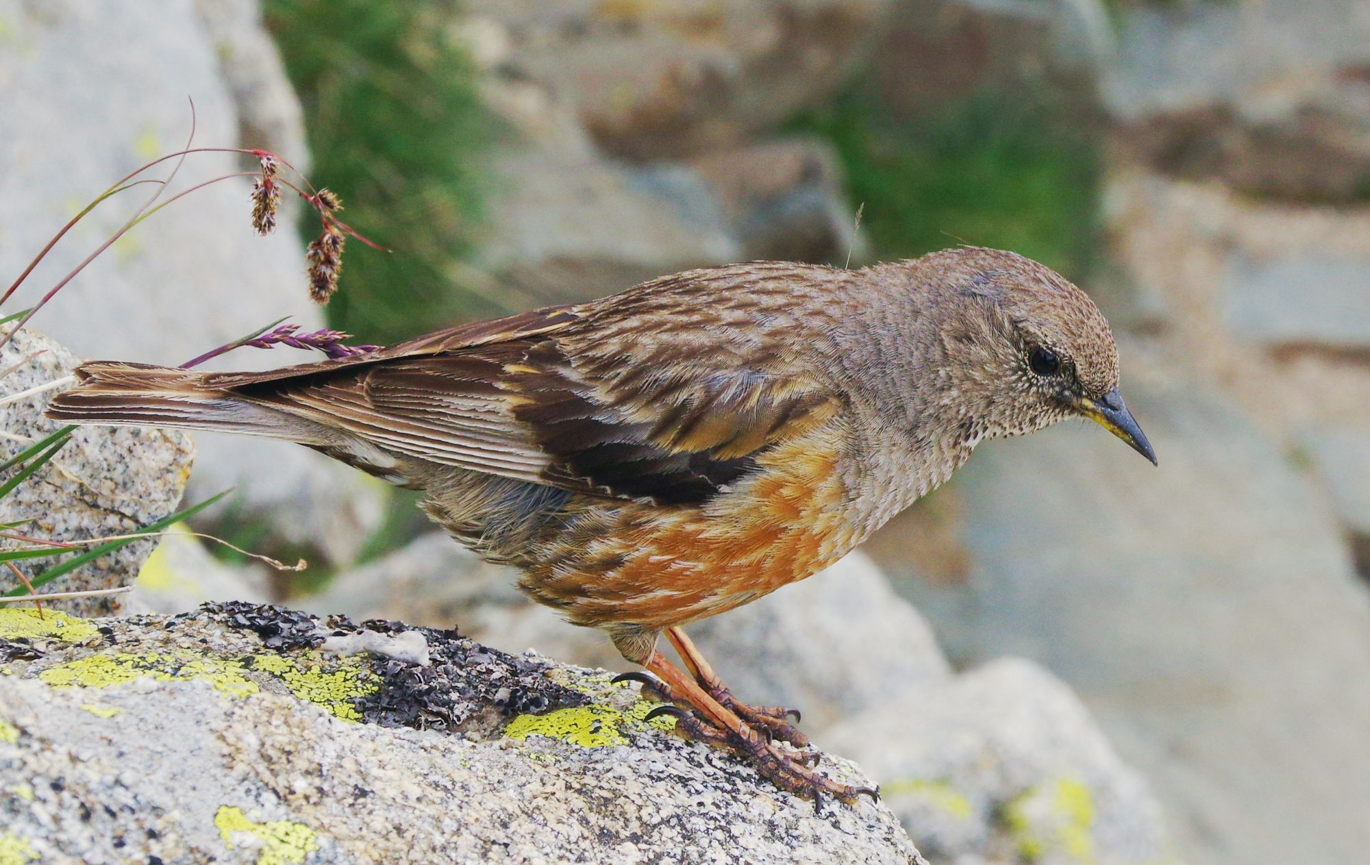 Τα πουλιά της Ελλάδας: Ο Χιονοψάλτης (Prunella collaris)