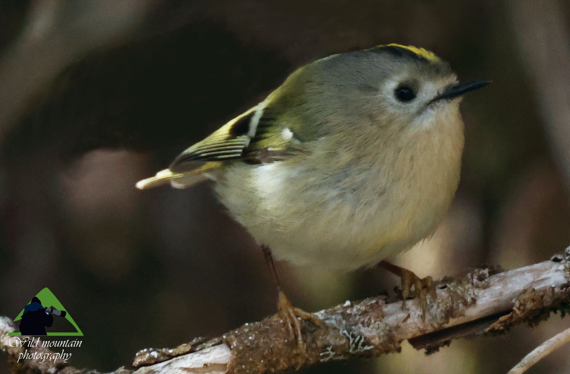 Τα πουλιά της Ελλάδας: Ο Χρυσοβασιλίσκος (Regulus regulus)