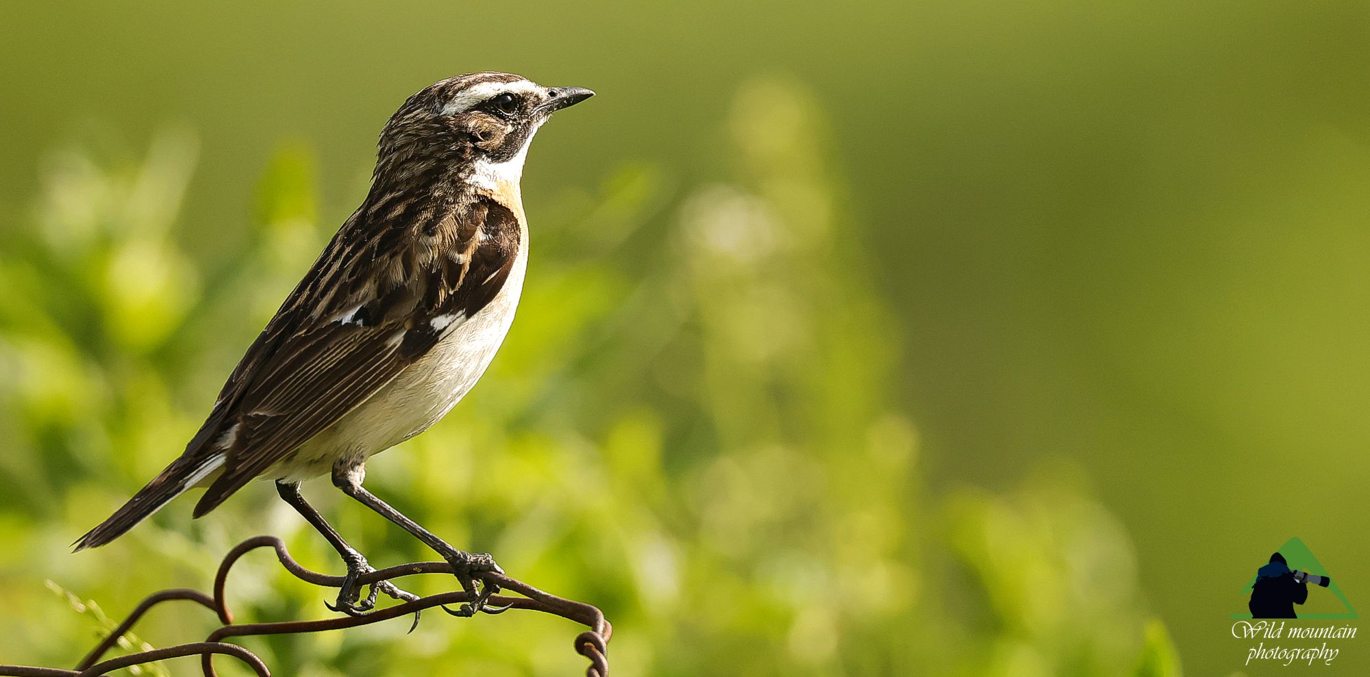 Τα πουλιά της Ελλάδας: Ο Καστανολαίμης (Saxicola rubetra)