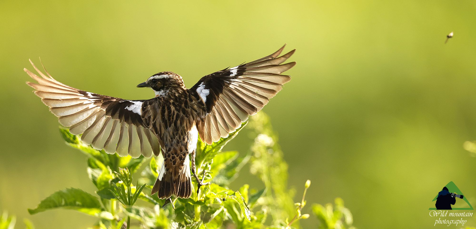 Τα πουλιά της Ελλάδας: Ο Καστανολαίμης (Saxicola rubetra)