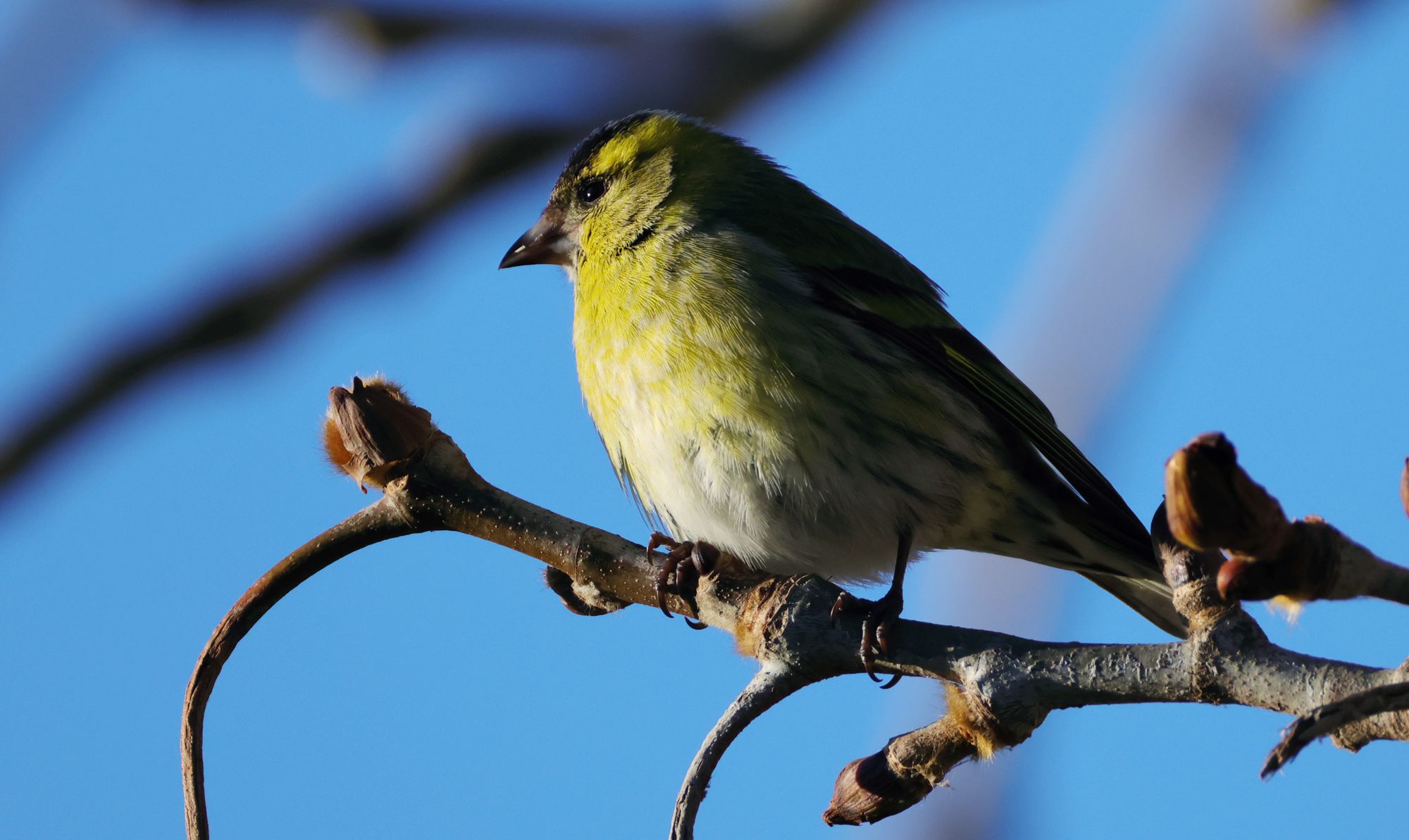 Τα πουλιά της Ελλάδας: Το Λούγαρο (Spinus spinus)