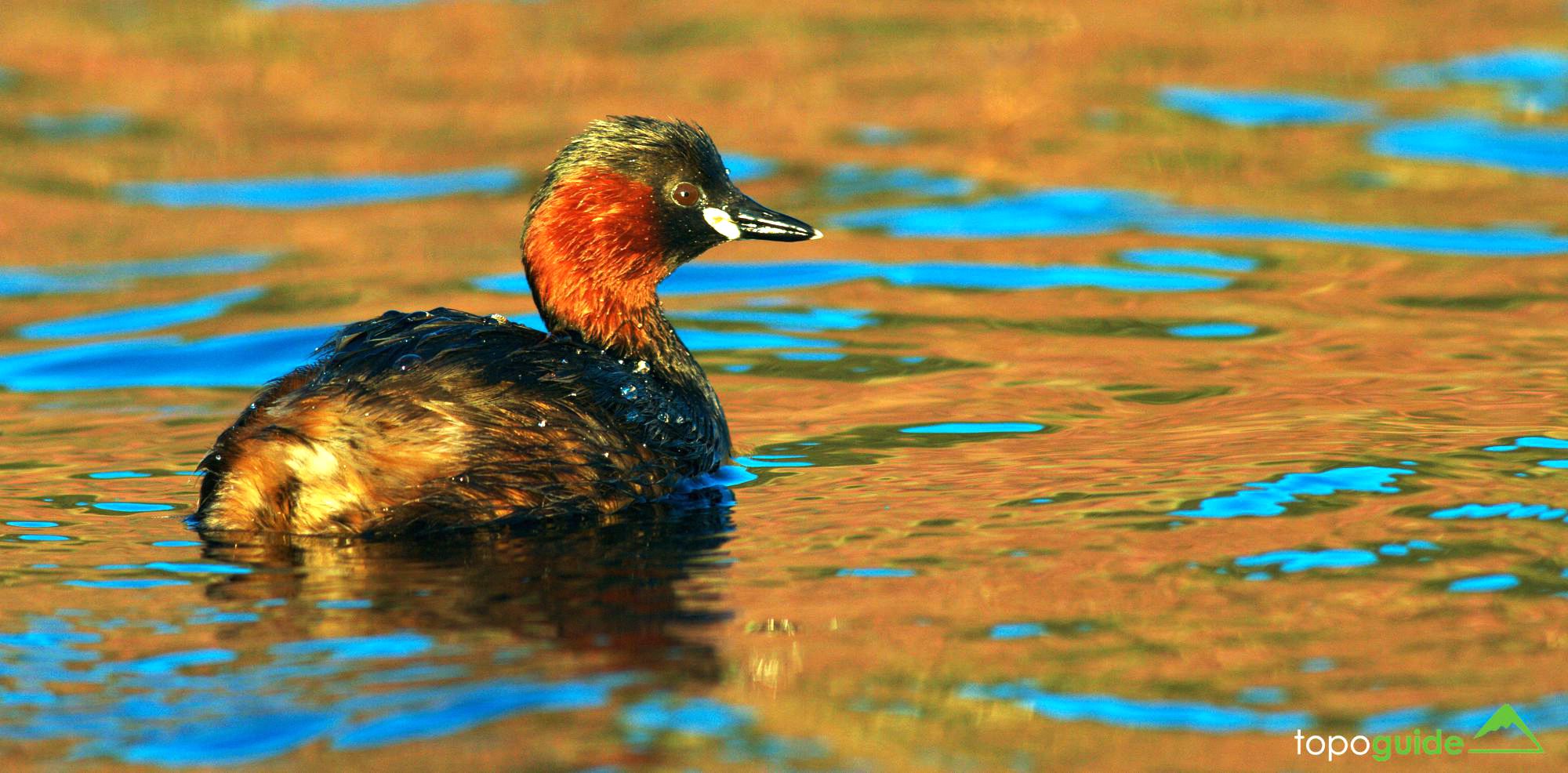 Τα πουλιά της Ελλάδας: Νανοβουτηχτάρι (Tachybaptus ruficollis)