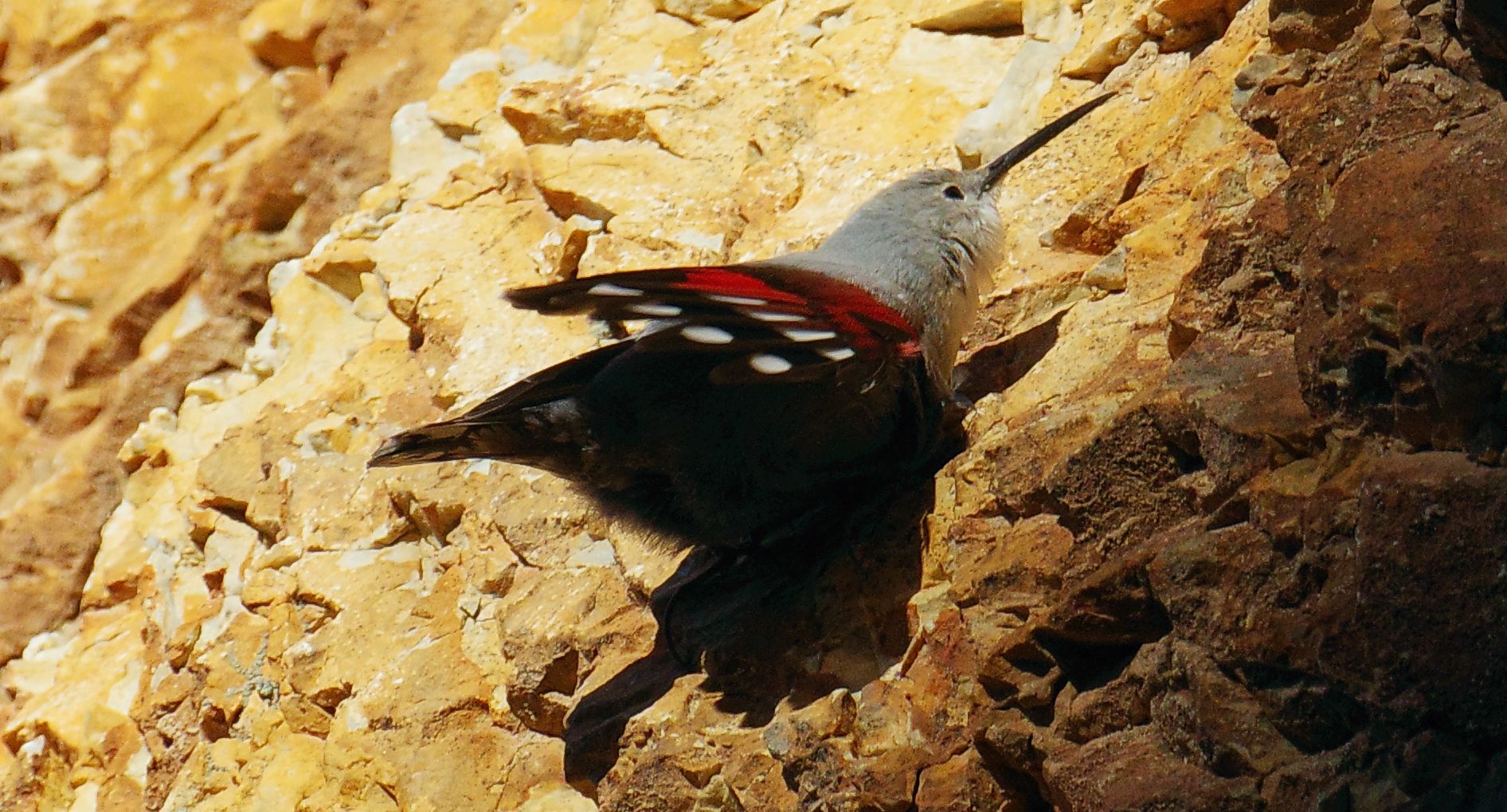 Τα πουλιά της Ελλάδας: Ο Τοιχοδρόμος (Tichodroma muraria)
