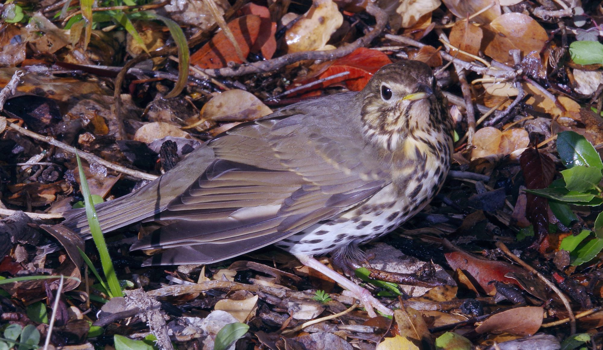 Τα πουλιά της Ελλάδας: Η Κελαηδότσιχλα (Turdus philomelos)