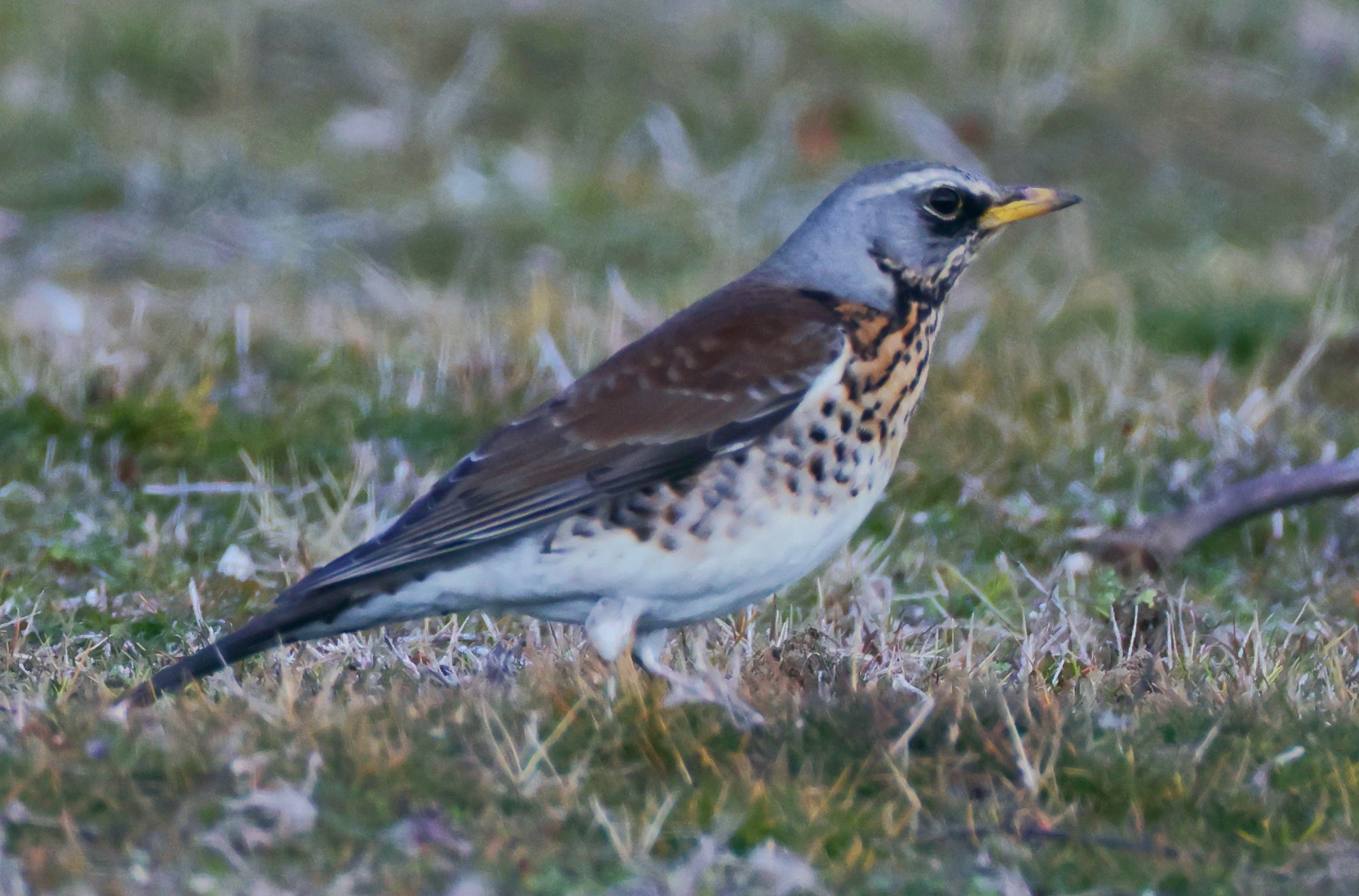 Τα πουλιά της Ελλάδας: Η Κεδρότσιχλα (Turdus pilaris)