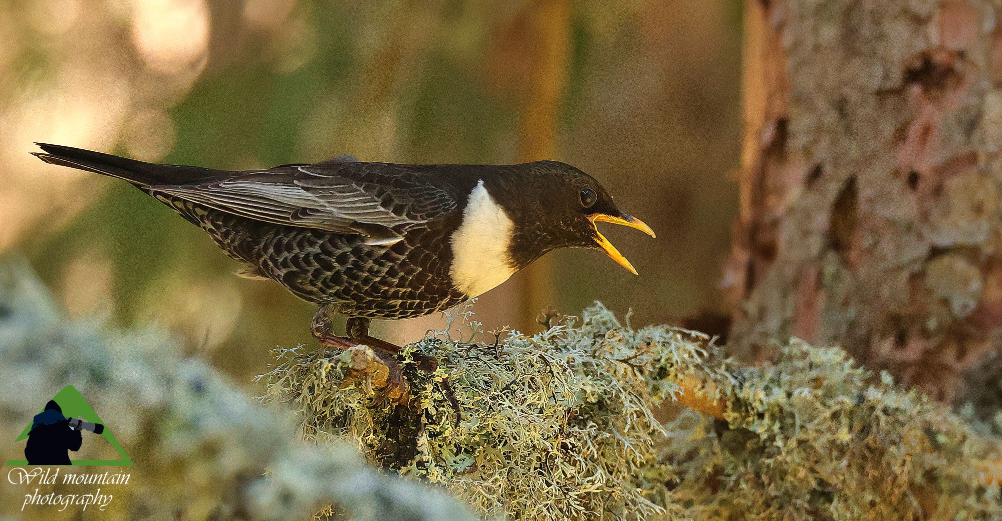 Τα πουλιά της Ελλάδας: Ο Χιονοκότσυφας (Turdus torquatus)