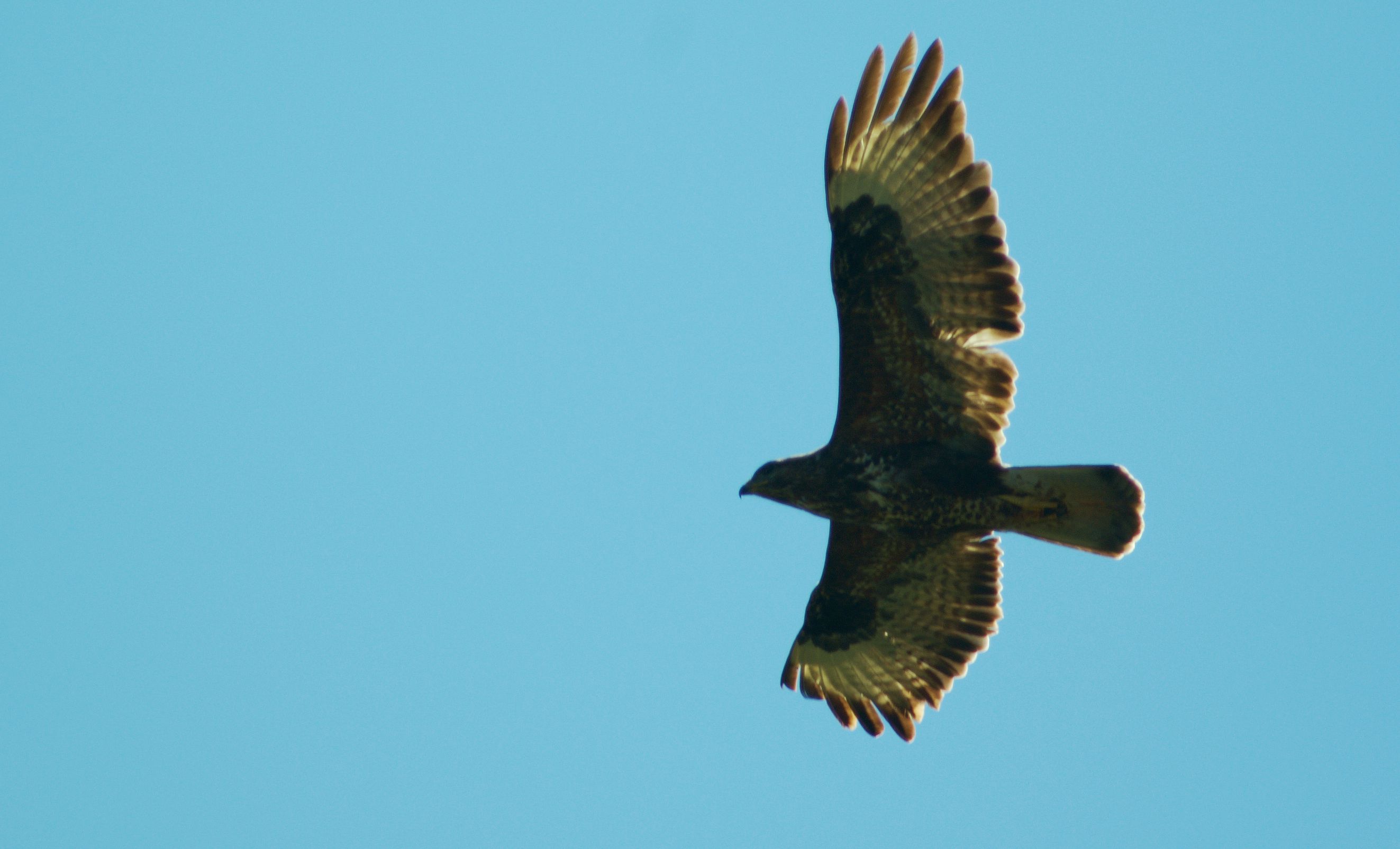 Τα πουλιά της Ελλάδας: Η Γερακίνα (Buteo buteo)