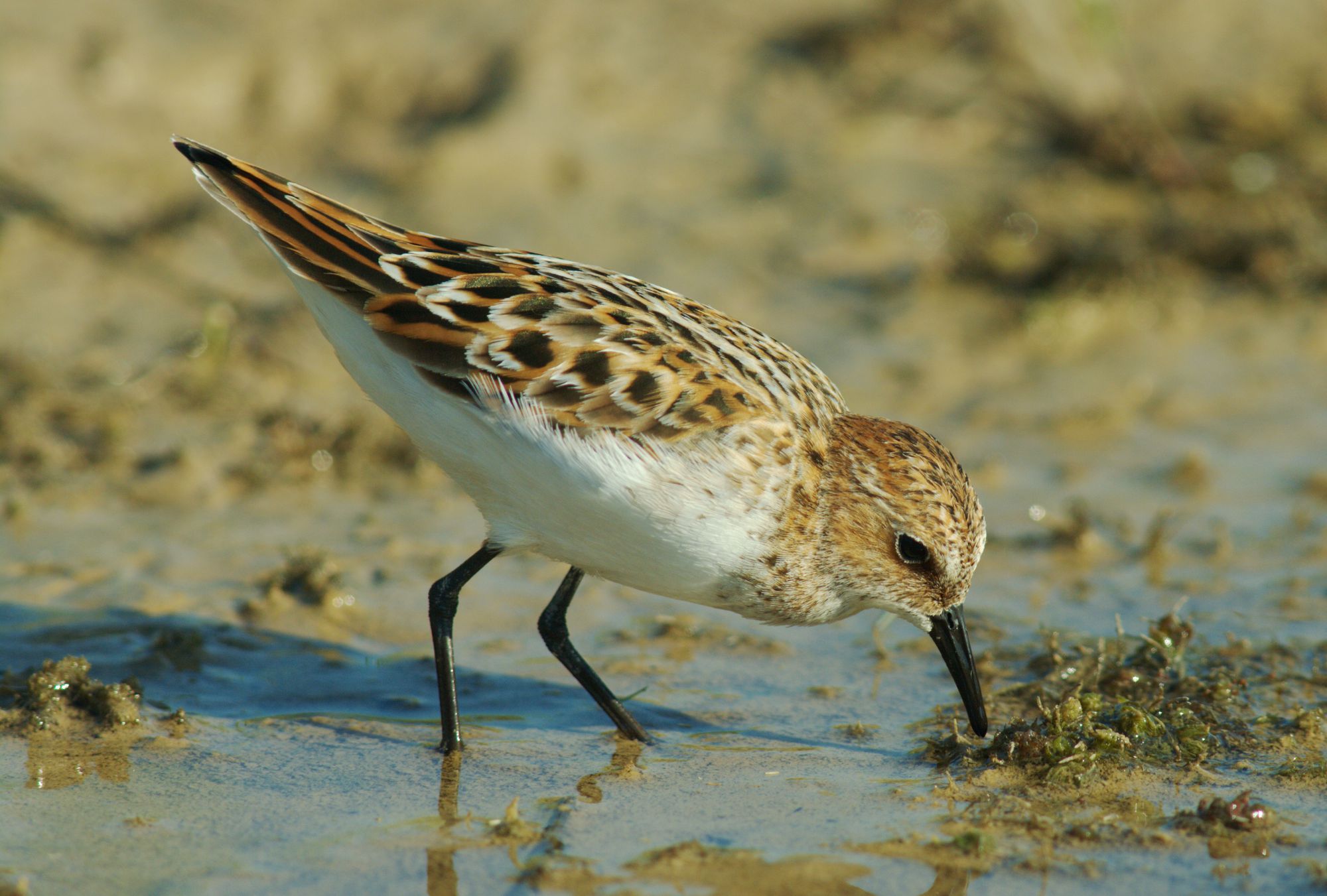 Τα πουλιά της Ελλάδας: Η Νανοσκαλίδρα (Calidris minuta)