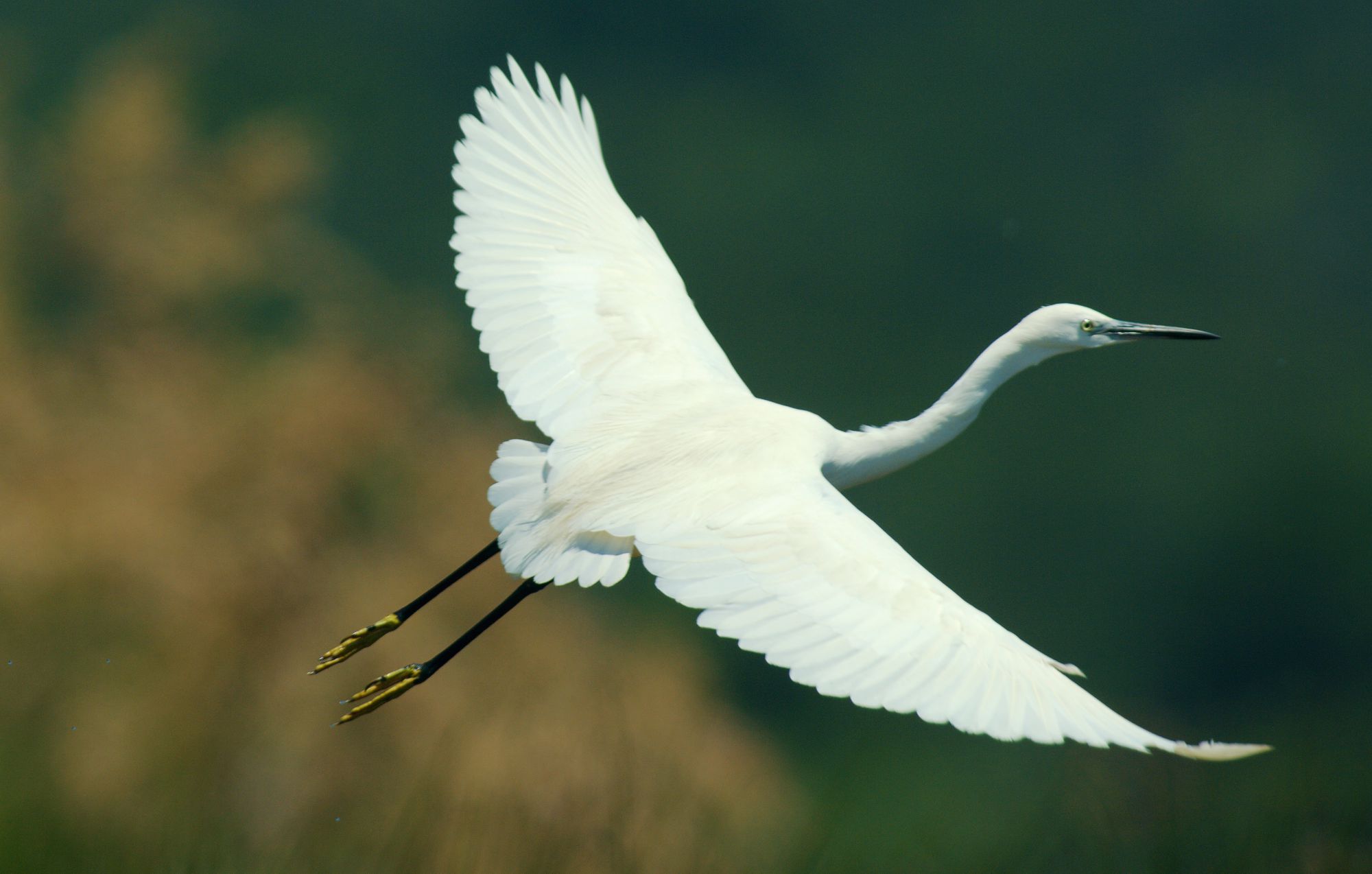 Τα πουλιά της Ελλάδας: Ο Λευκοτσικνιάς (Egretta garzetta)