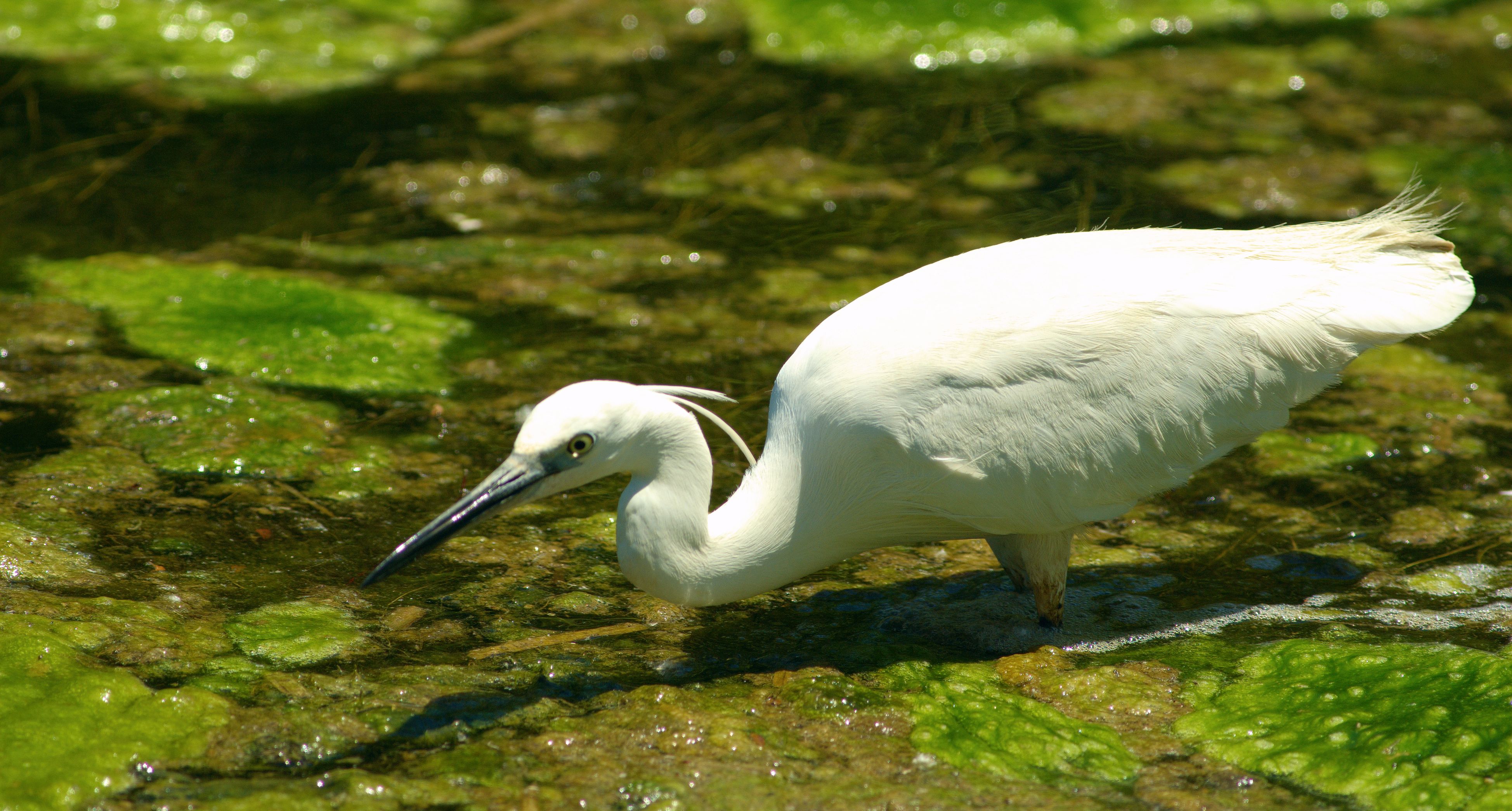 Τα πουλιά της Ελλάδας: Ο Λευκοτσικνιάς (Egretta garzetta)