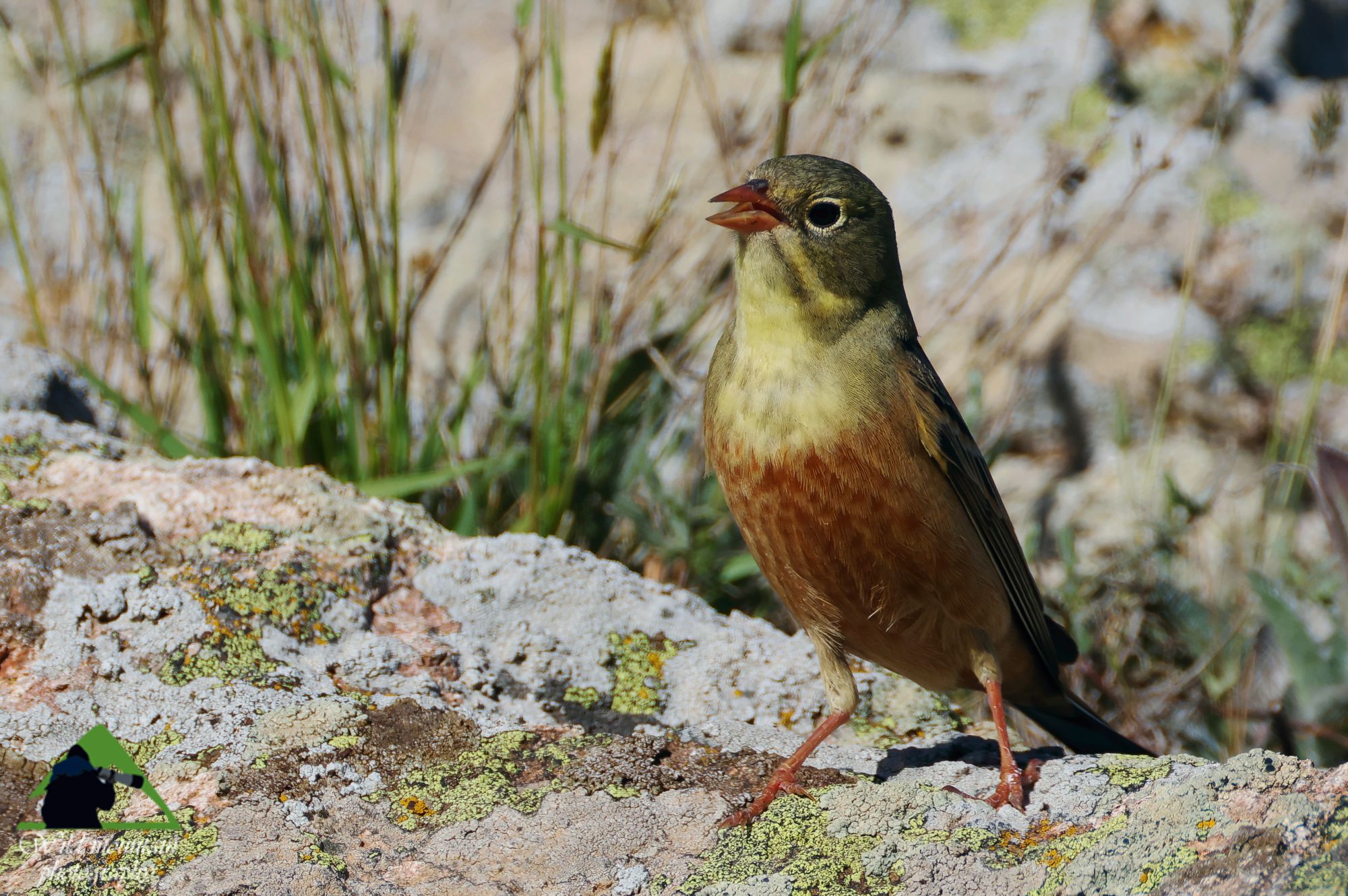 Τα πουλιά της Ελλάδας: Το Βλαχοτσίχλονο (Emberiza hortulana)