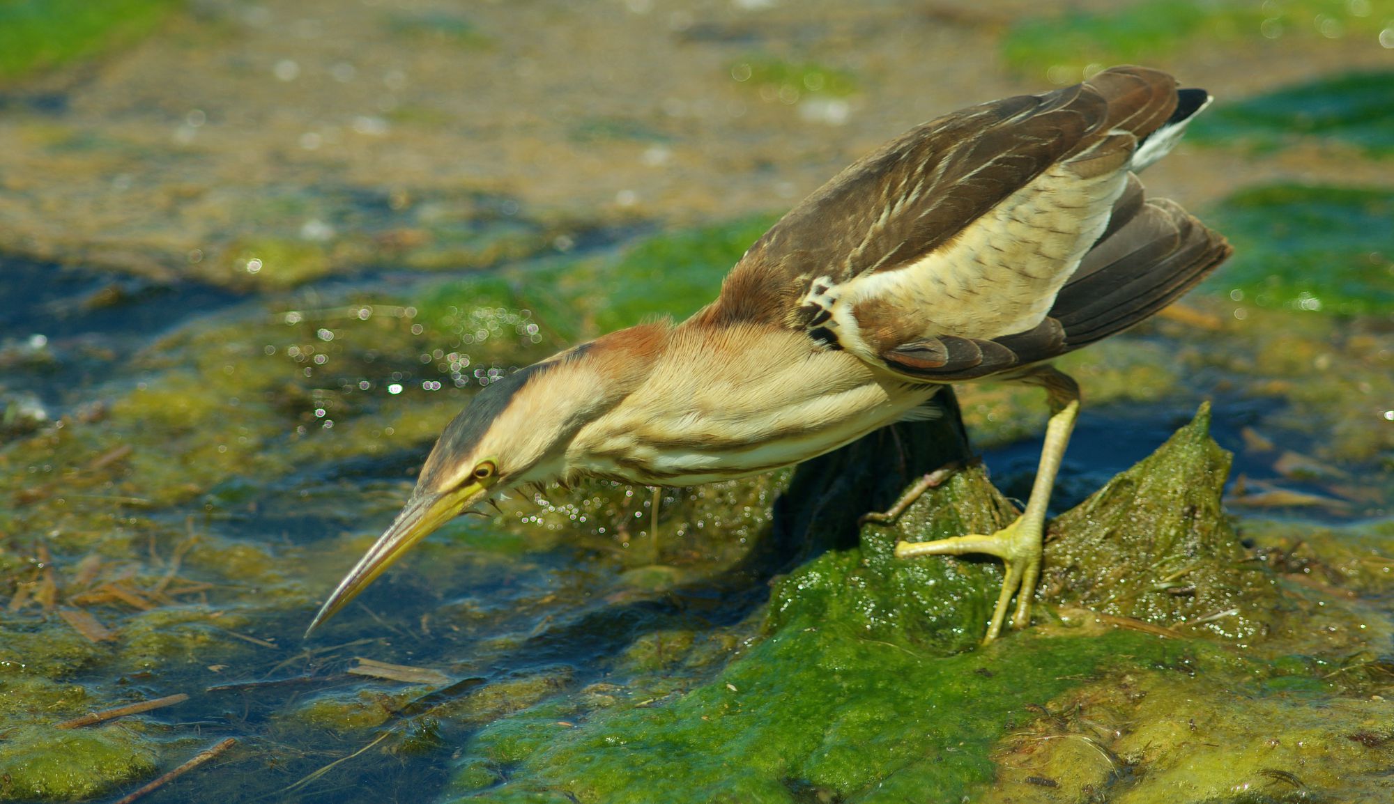 Τα πουλιά της Ελλάδας: Ο Μικροτσικνιάς (Botaurus minutus)