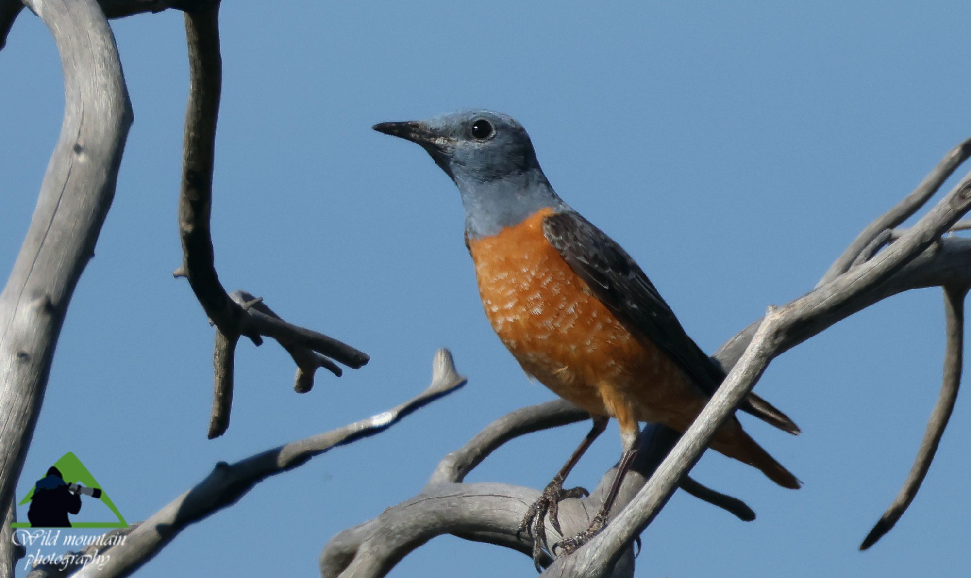 Τα πουλιά της Ελλάδας: Ο Πυρροκότσυφας (Monticola saxatilis)