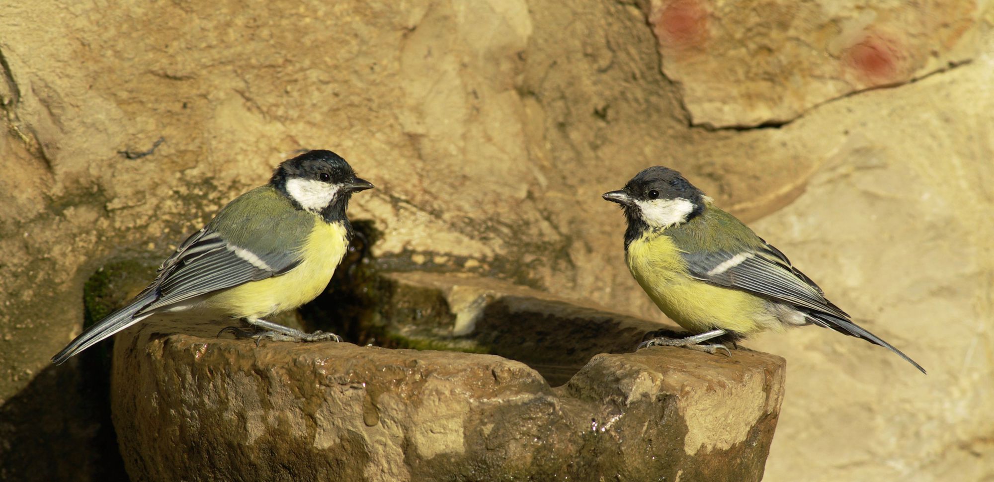 Τα πουλιά της Ελλάδας: Ο Καλόγερος (Parus major)