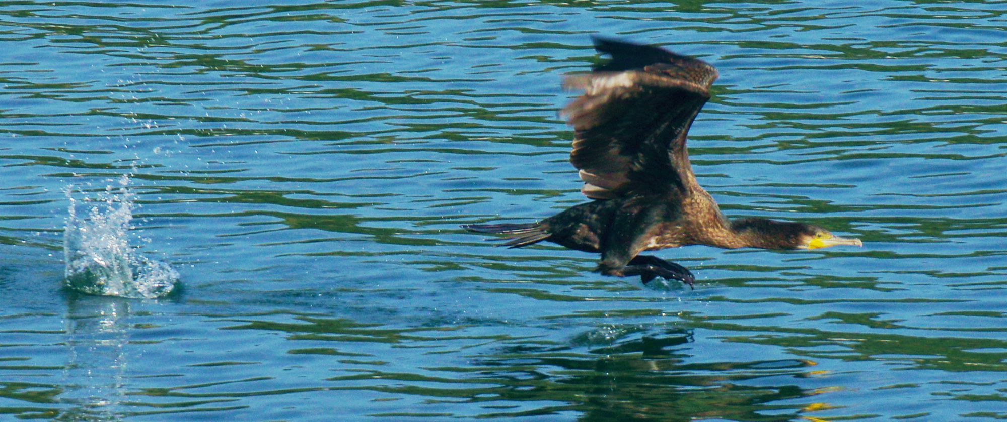 Τα πουλιά της Ελλάδας: Ο Κορμοράνος (Phalacrocorax carbo)