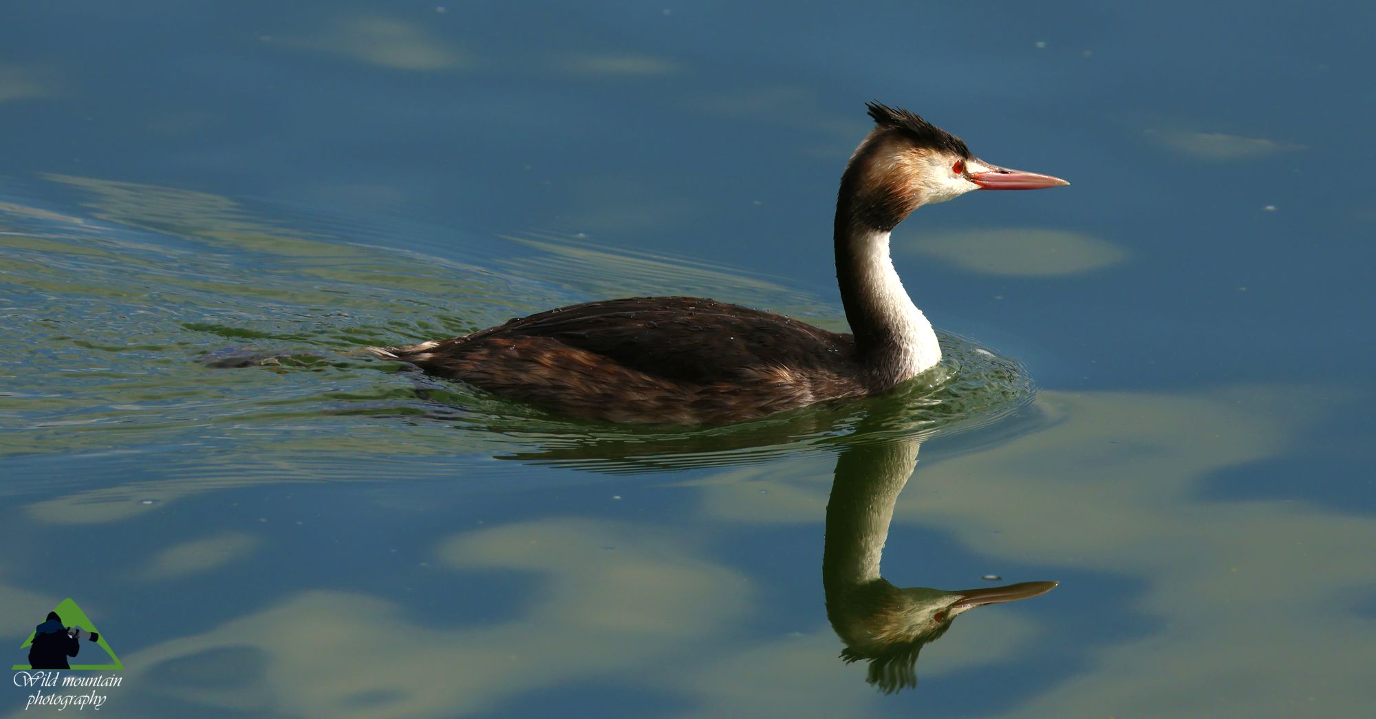 Τα πουλιά της Ελλάδας: Σκουφοβουτηχτάρι (Podiceps cristatus)