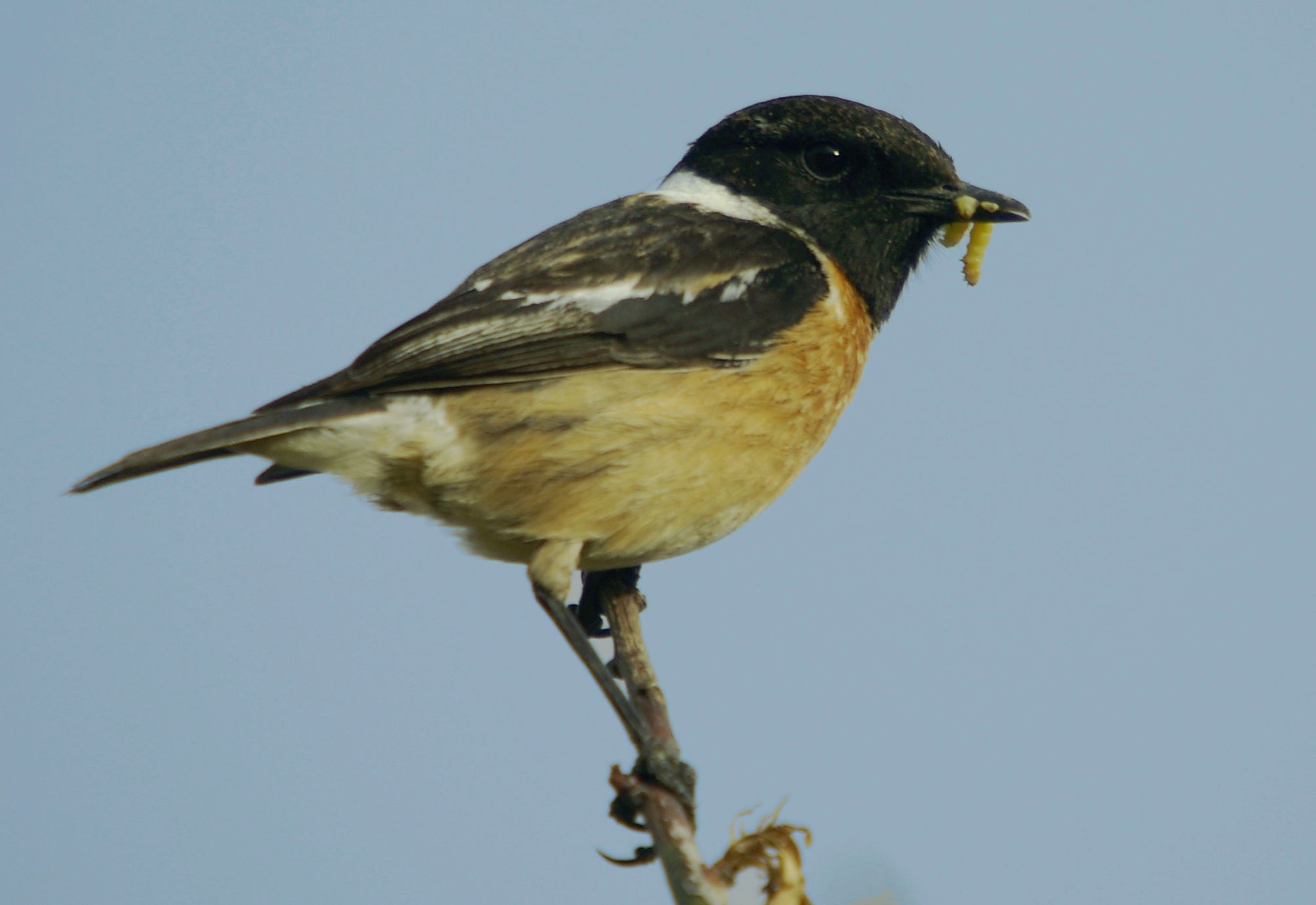 Τα πουλιά της Ελλάδας: Ο Μαυρολαίμης (Saxicola rubicola)