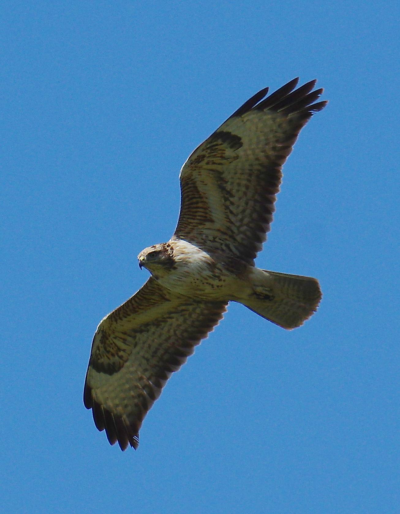 Τα πουλιά της Ελλάδας: Ο Σπιζαετός (Aquila fasciata)