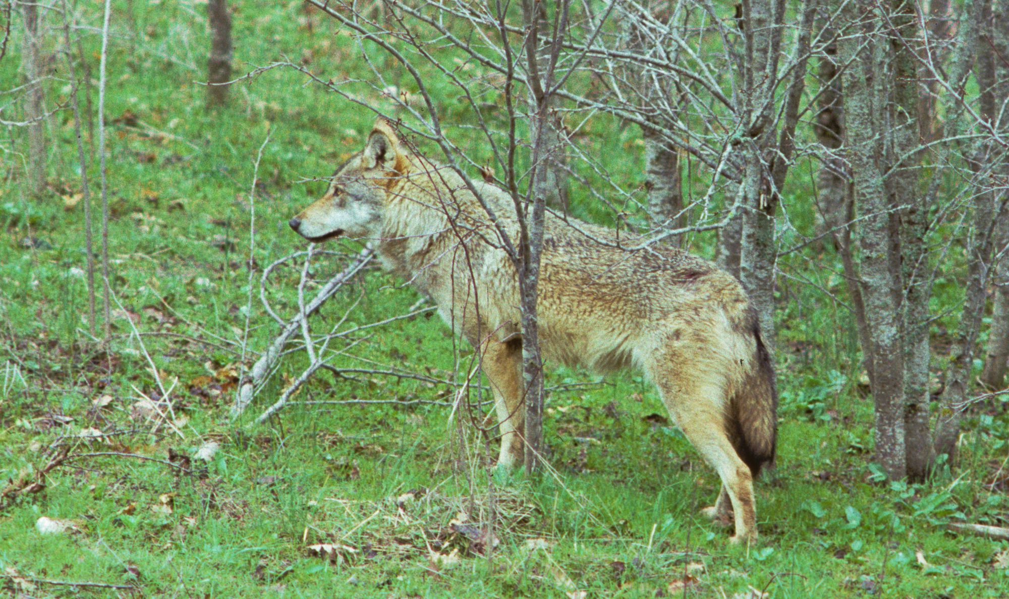 Τα θηλαστικά της Ελλάδας: Ο Λύκος (Canis lupus)