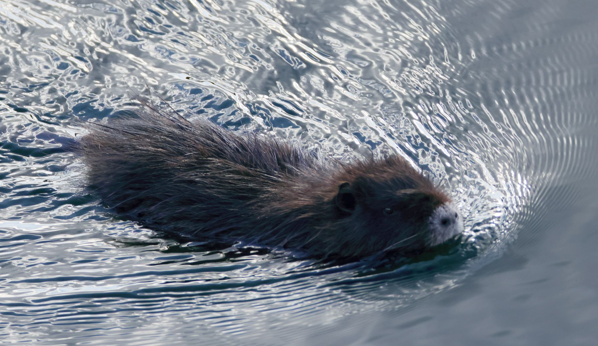 Τα θηλαστικά της Ελλάδας: Ο Μυοκάστορας (Myocastor coypus)