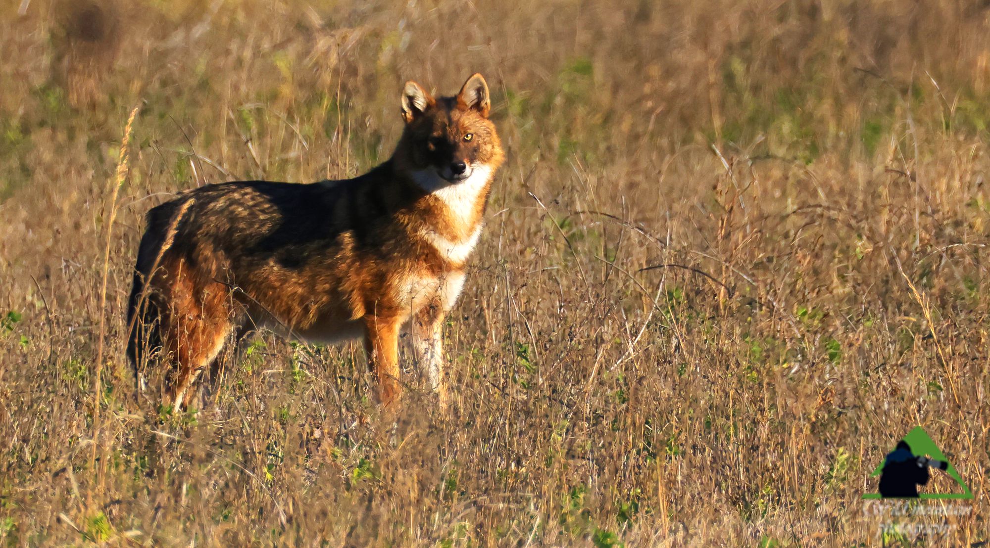 Τα θηλαστικά της Ελλάδας: Το Τσακάλι (Canis aureus)