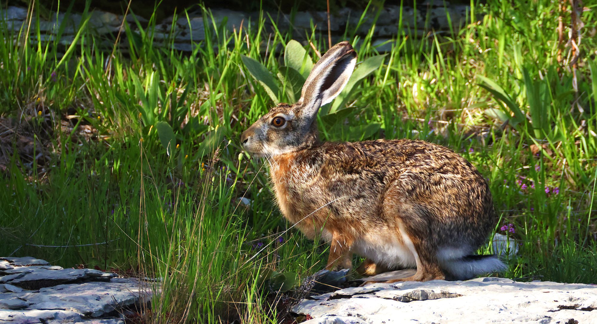 Τα θηλαστικά της Ελλάδας: Ο Λαγός (Lepus europaeus)