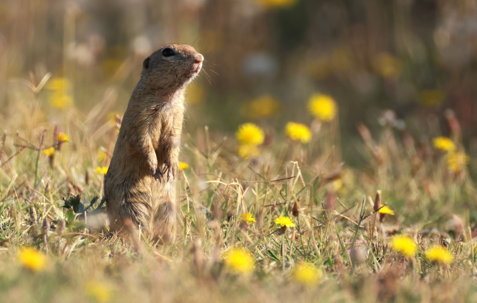Τα θηλαστικά της Ελλάδας: Ο Λαγόγυρος (Spermophilus citellus)