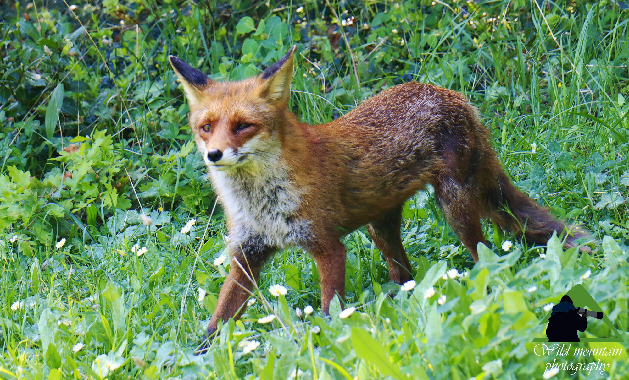 Τα θηλαστικά της Ελλάδας: Αλεπού (Vulpes vulpes) στον Εθνικό Δρυμό Πάρνηθας