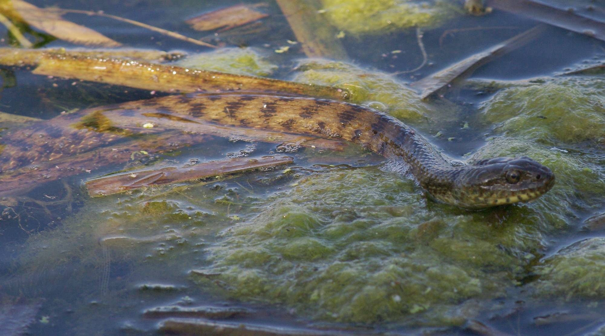 Ερπετά & αμφίβια της Ελλάδας: Το Λιμνόφιδο (Natrix tesselata)