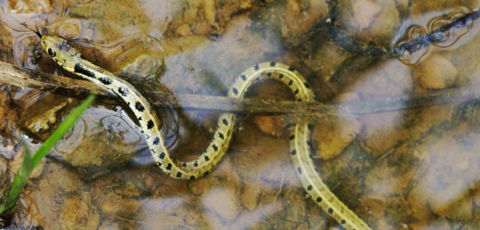 Ερπετά & αμφίβια της Ελλάδας: Το Νερόφιδο (Natrix natrix)