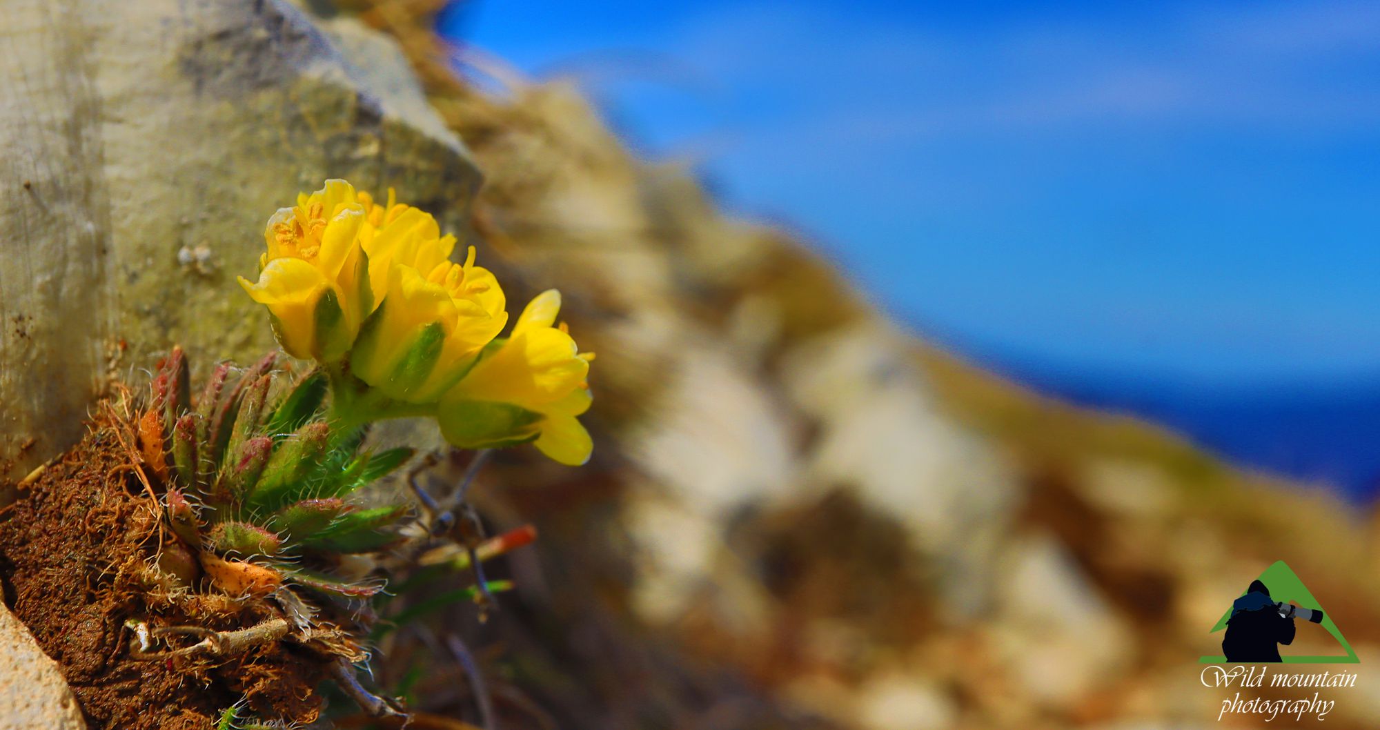 Η χλωρίδα της Ελλάδας: Draba lasiocarpa στο Βελούχι