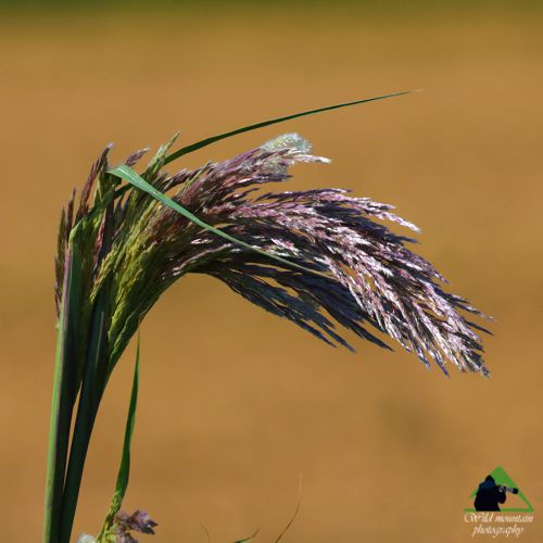 Ε.Π. Δέλτα Έβρου