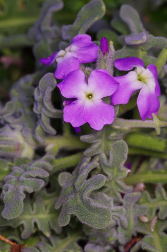 Εθνικό Πάρκο Κοτυχίου-Στροφυλιάς