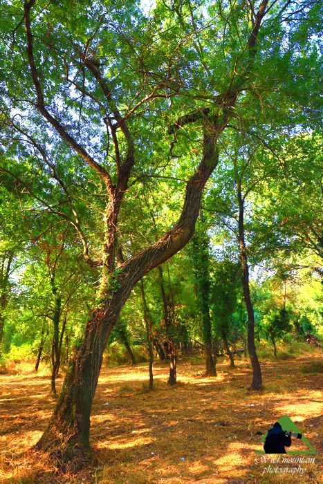 Τα πουλιά του Ε.Π. Λ/Θ Μεσολογγίου-Αιτωλικού