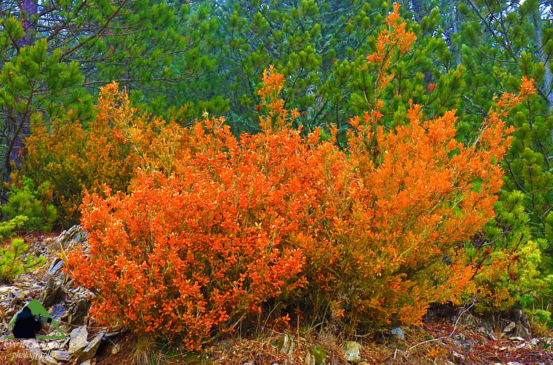 Η λίμνη Πηγών Αώου: Πυξάρι (Buxus sempervirens)