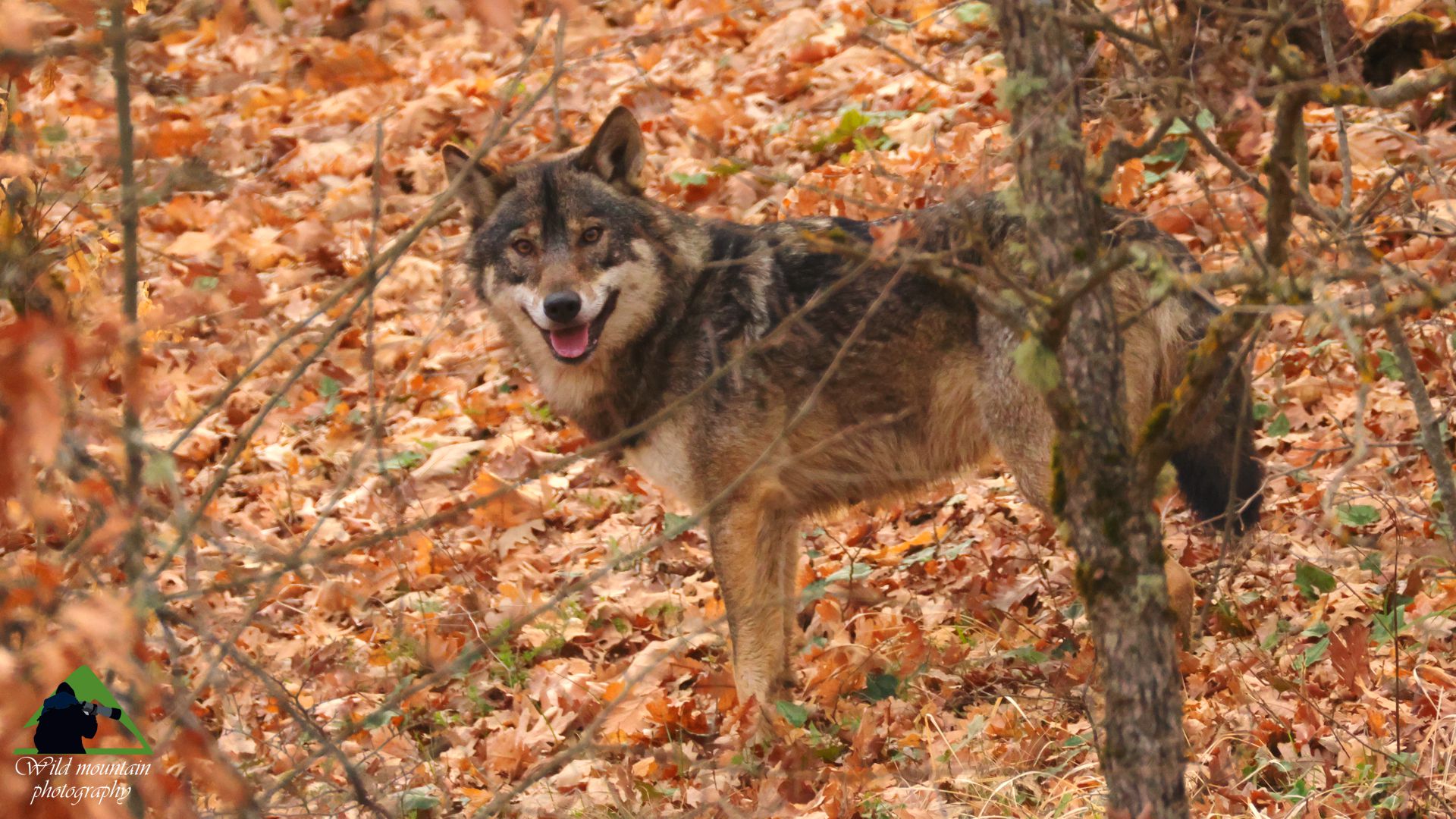 Εθνικό Πάρκο Βόρειας Πίνδου: Ο Λύκος (Canis lupus) βρίσκει στο δρυοδάσος ένα φιλόξενο χώρο που του επιτρέπει να γεφυρώνει τεράστιες αποστάσεις υπό πλήρη κάλυψη