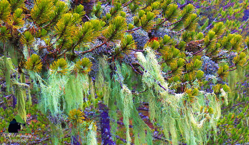Η λίμνη Πηγών Αώου: Ρόμπολα (Pinus heldreichii)