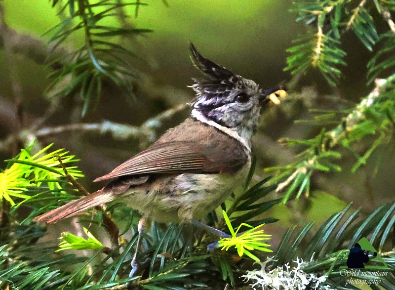 Βάλια Κάλντα topoguide
