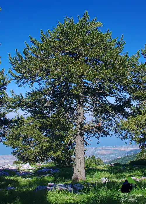 Εθνικό Πάρκο Ολύμπου topoguide