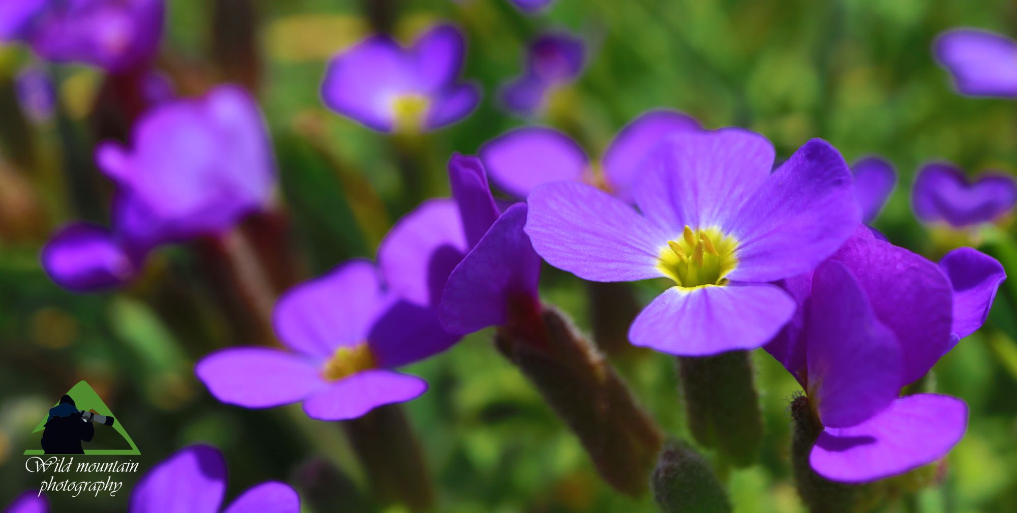 Η χλωρίδα του Παρνασσού: Aubrieta deltoidea