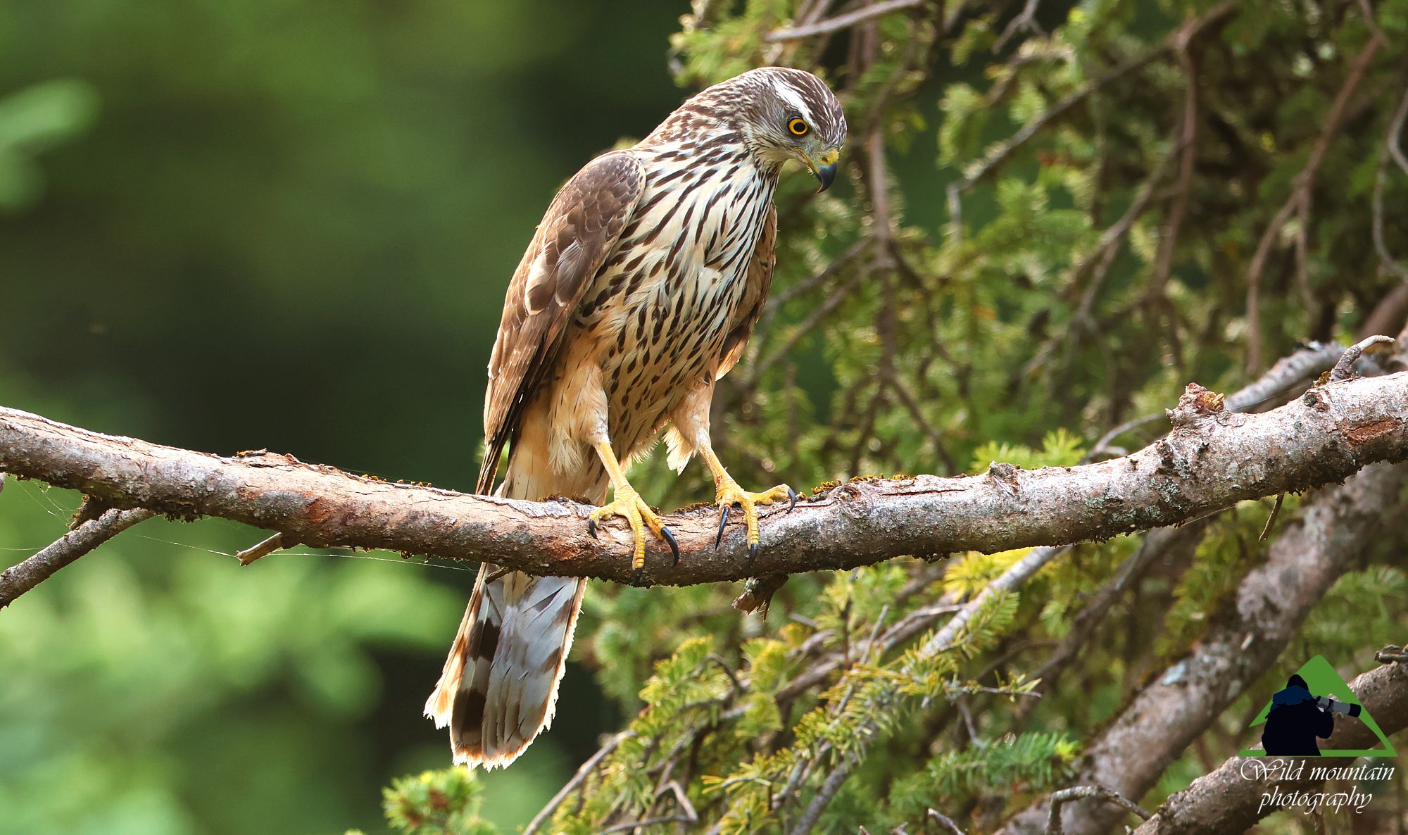 Εθνικός Δρυμός Παρνασσού: Διπλοσάινο (Accipiter gentilis)