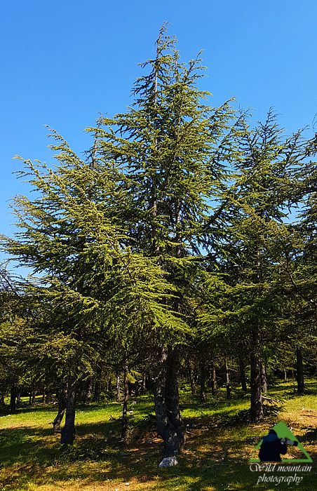 Πάρνηθα topoguide