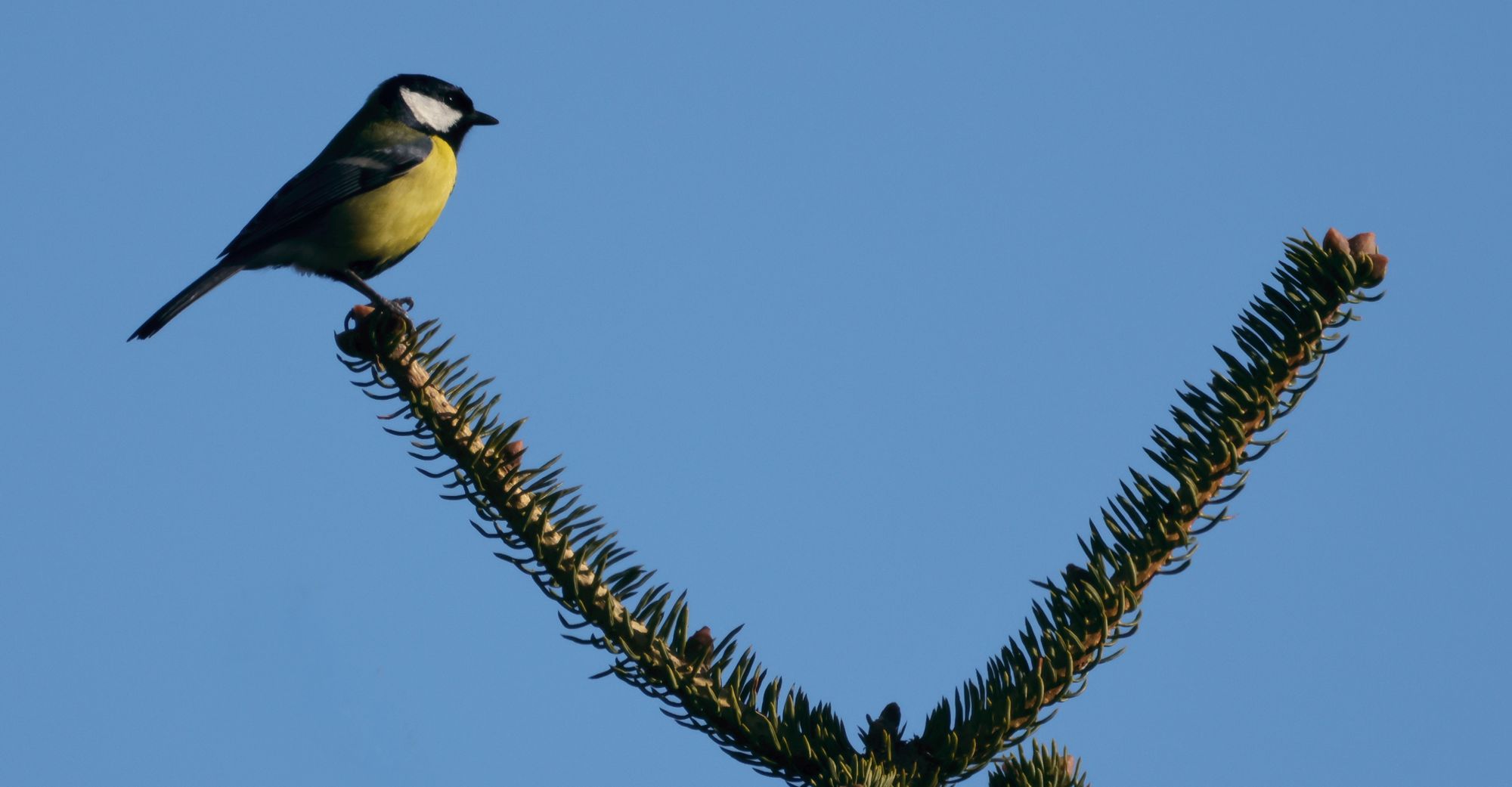 Το ελατόδασος της Πάρνηθας: Καλόγερος (Parus major) στην κυκλική διαδρομή Σκίπιζα-Μπάφι