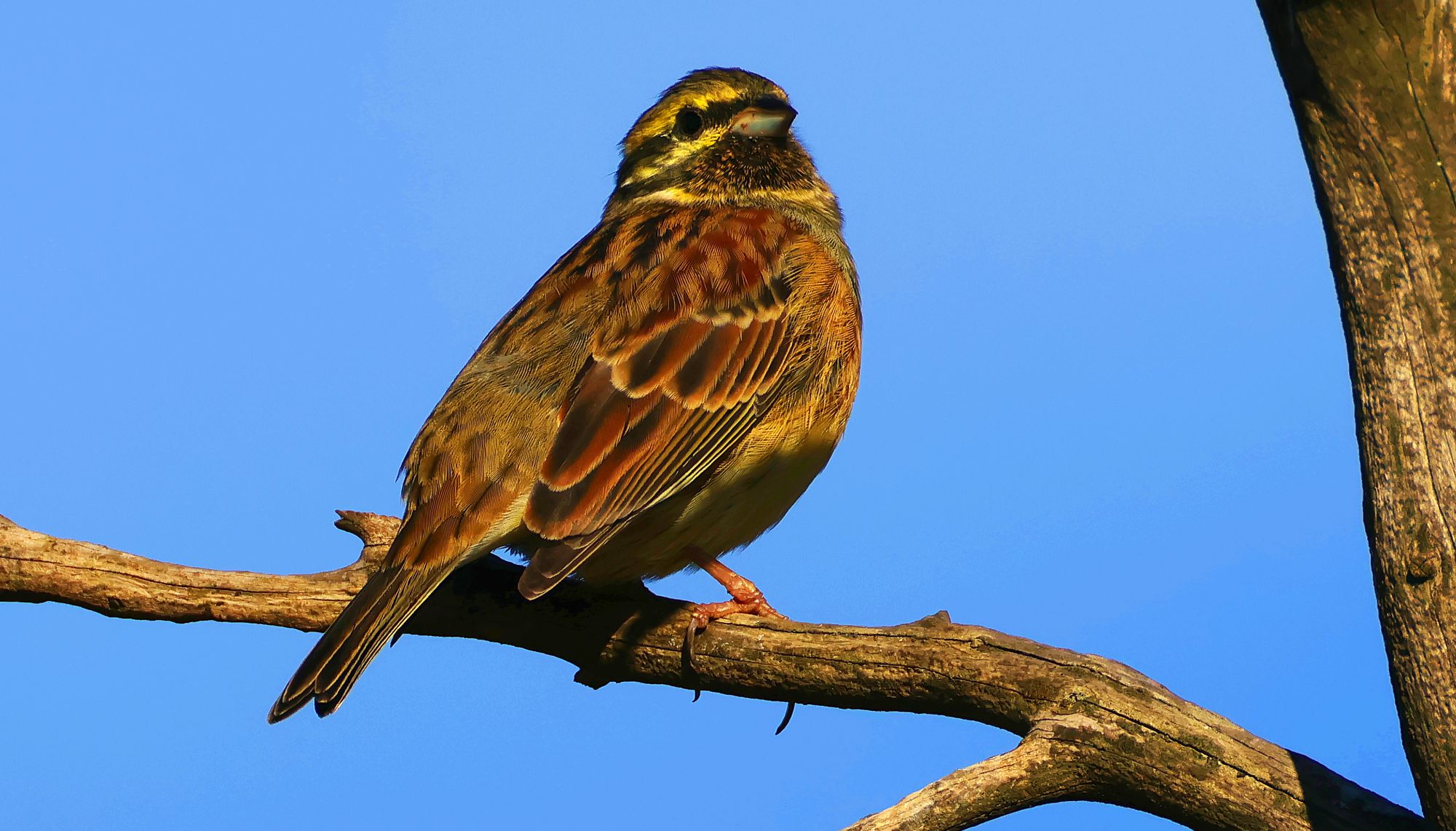 Το οροπέδιο Ξερολίβαδο: Το Σιρλοτσίχλονο (Emberiza cirlus) είναι πιστός επισκέπτης των ανοιχτών πετρότοπων του Ξερολίβαδου